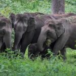 Elephants Storm Chhattisgarh Village, Damage Church in Jashpur