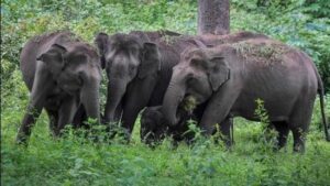 Elephants Storm Chhattisgarh Village, Damage Church in Jashpur